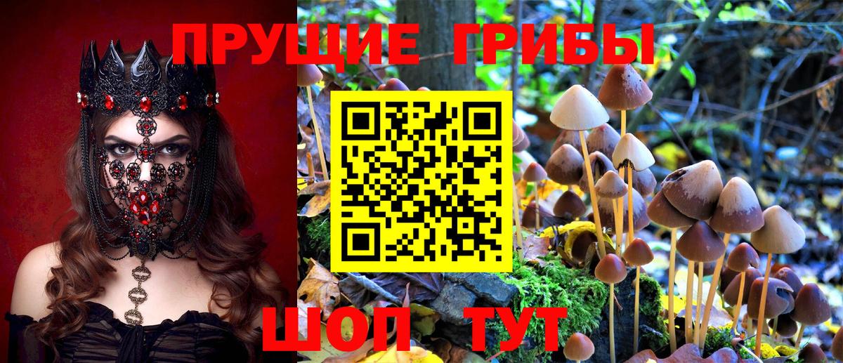 Киселёвск  Галлюциногенные грибы GOLDEN TEACHER  Вход с VPN 