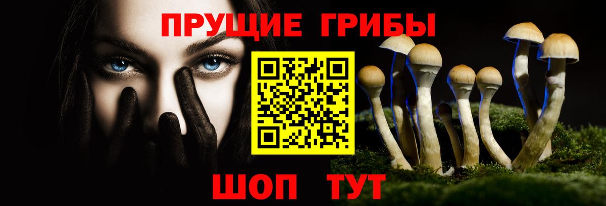 Псилоцибиновые грибы Psilocybe Киселёвск